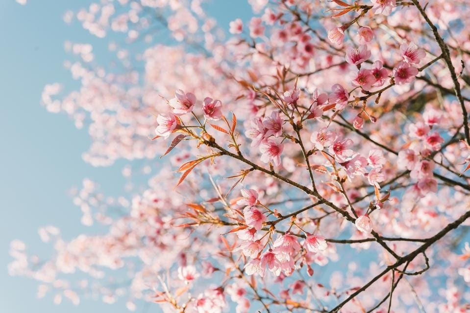 Spring Is Here! How About A Mindful Walk?