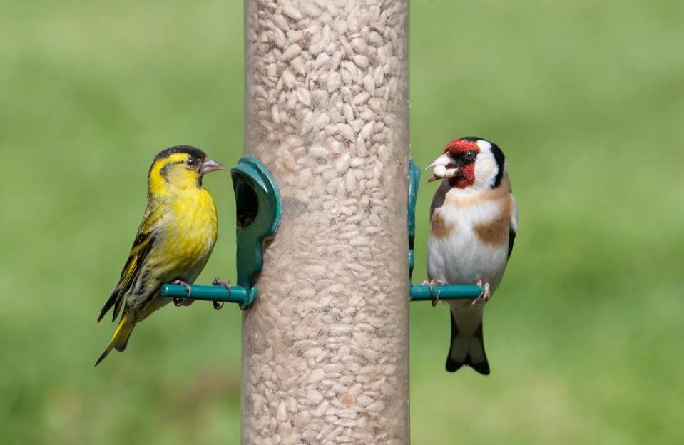 What Can A Bird Feeder Teach Me About Building Community?